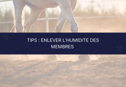 Tips : enlever l'humidité des membres de ton cheval 💦
